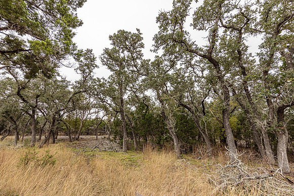 204CountryMeadow-241206-1334-0273